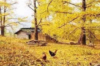 头条|再有人说广西没有秋天，就把这条微信甩给TA看！