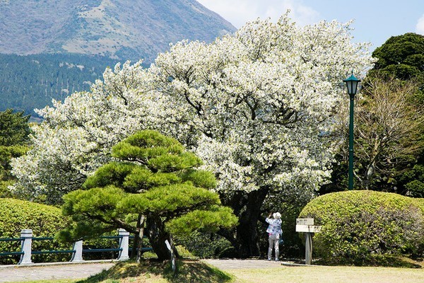 去箱根泡温泉要多少钱,箱根有专门泡温泉的地方吗