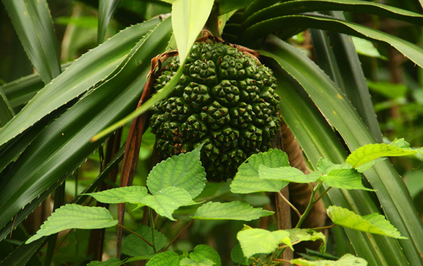 银杏果为什么使人中毒了,银杏果中毒真的假的