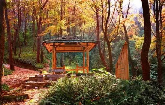 头条|再有人说广西没有秋天，就把这条微信甩给TA看！