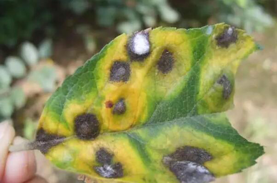 苹果果锈发生原因及防治办法,苹果锈病和锈果病的区别