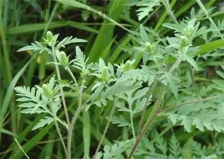 野火烧不尽死灰复燃,野火烧不尽野草