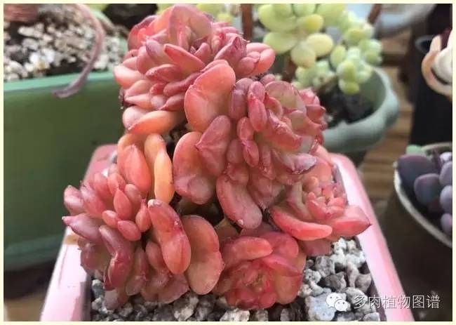 才离家半个月，回来后看到家里的多肉一阵狂喜~