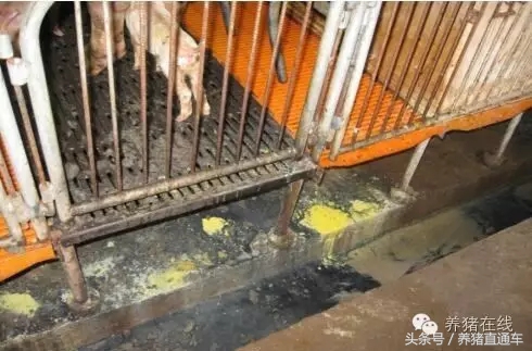 春季猪腹泻的治疗和预防,猪流行性腹泻的症状及防治措施