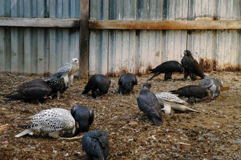 john加拿大,矛隼孵化过程