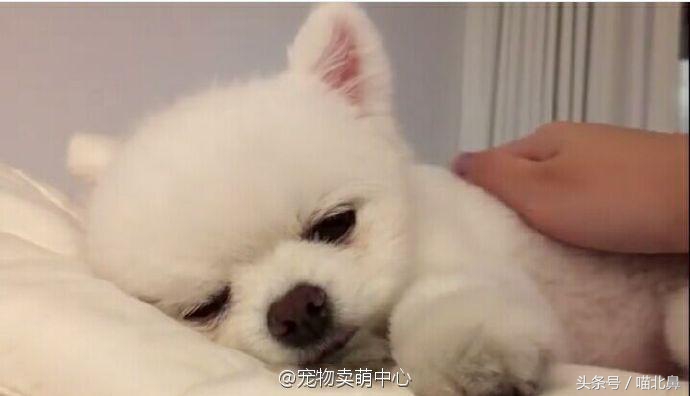 猫奴求助猫猫淘气吃了一点书法印泥会中毒吗？在线等，挺急的。