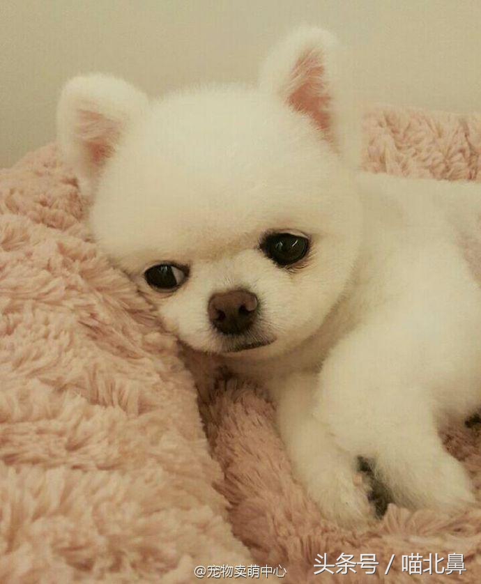 猫奴求助猫猫淘气吃了一点书法印泥会中毒吗？在线等，挺急的。