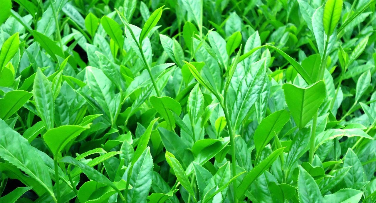 安徽名茶中被列为中国十大名茶,十大名茶为何没有湖南安化的黑茶