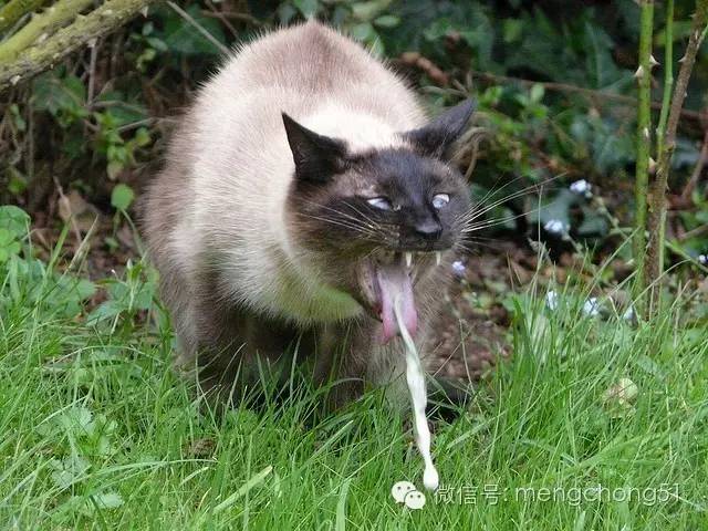 猫咪拉肚子应该怎么办,猫咪拉肚子怎么治疗