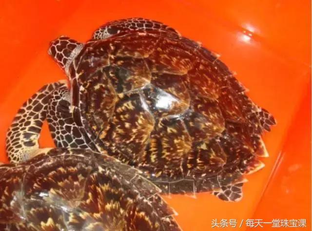 龟甲做成的手串,黄金甲乌龟壳做的手串有什么作用