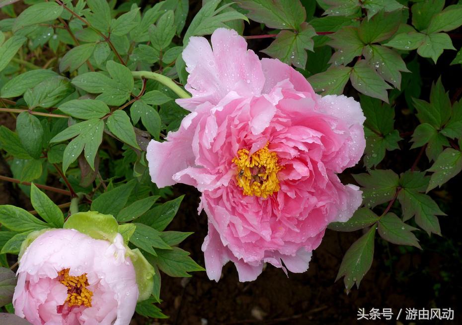 洛阳国际牡丹园门票,洛阳国际牡丹园图