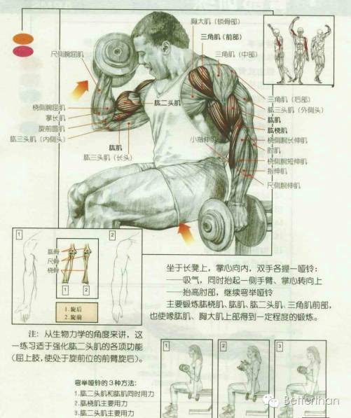 最全哑铃教学,手臂哑铃肌肉训练10个动作图解