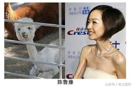 盘点明星养的动物,盘点最火的动物明星