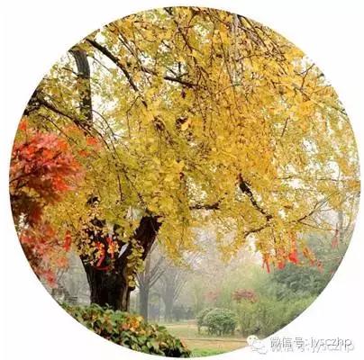 写给母亲的千古情,写给母亲的百封家书