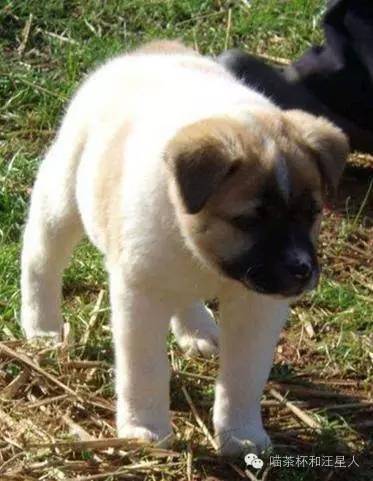 狗狗被抛弃的各种原因,狗狗被丢弃以后的心理