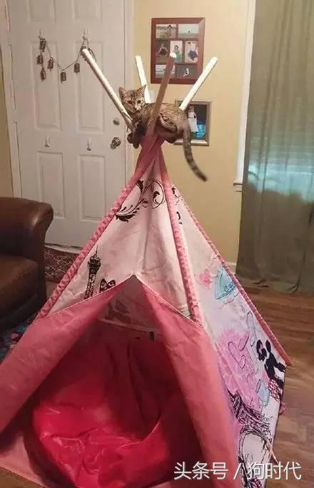 喵星人平常很高冷,喵星人高冷