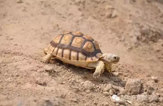 苏卡达2024年可以养了吗,苏卡达养法