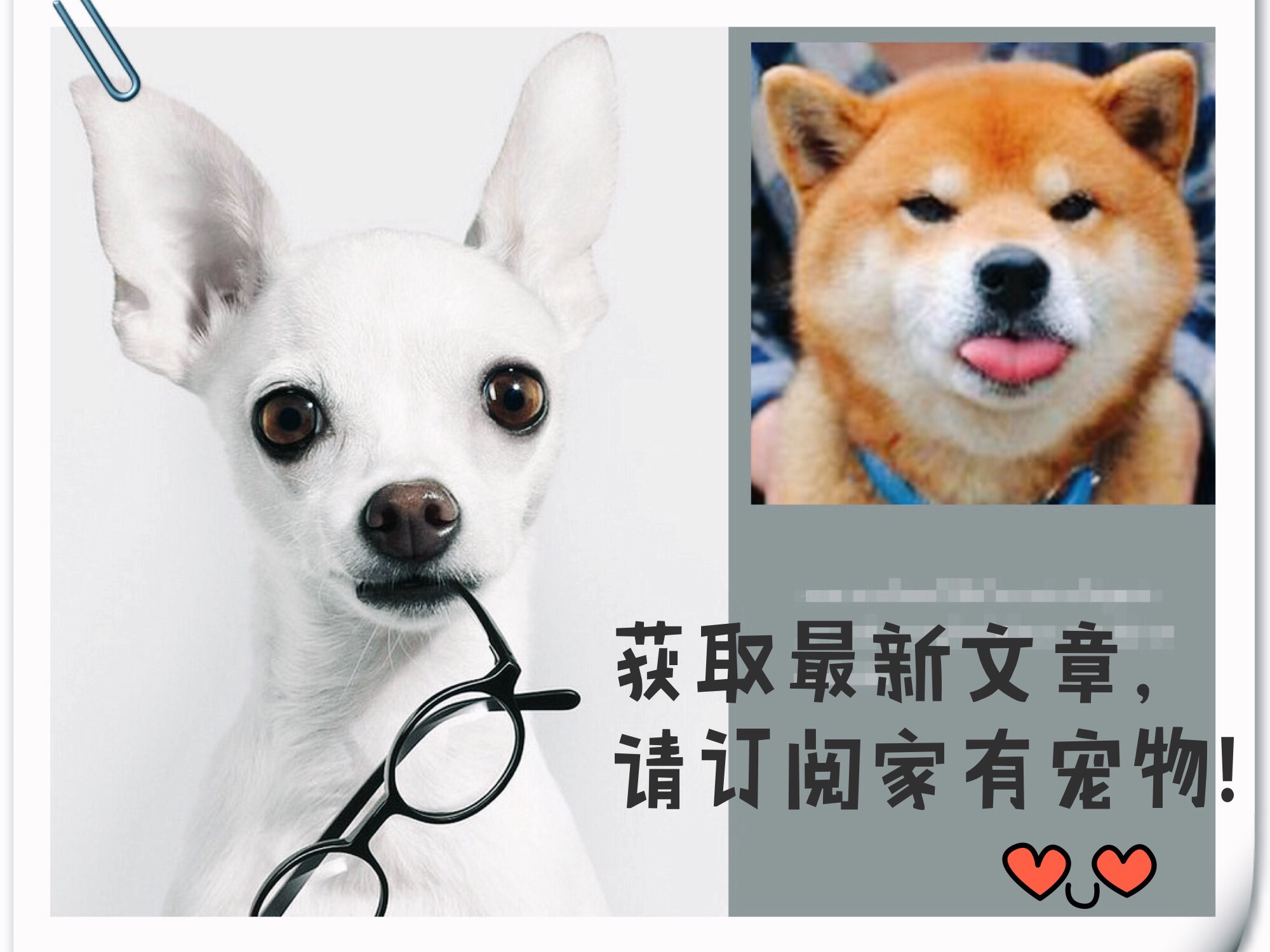 狗狗后腿无力伴有哀嚎,狗狗髌骨移位会自行恢复么