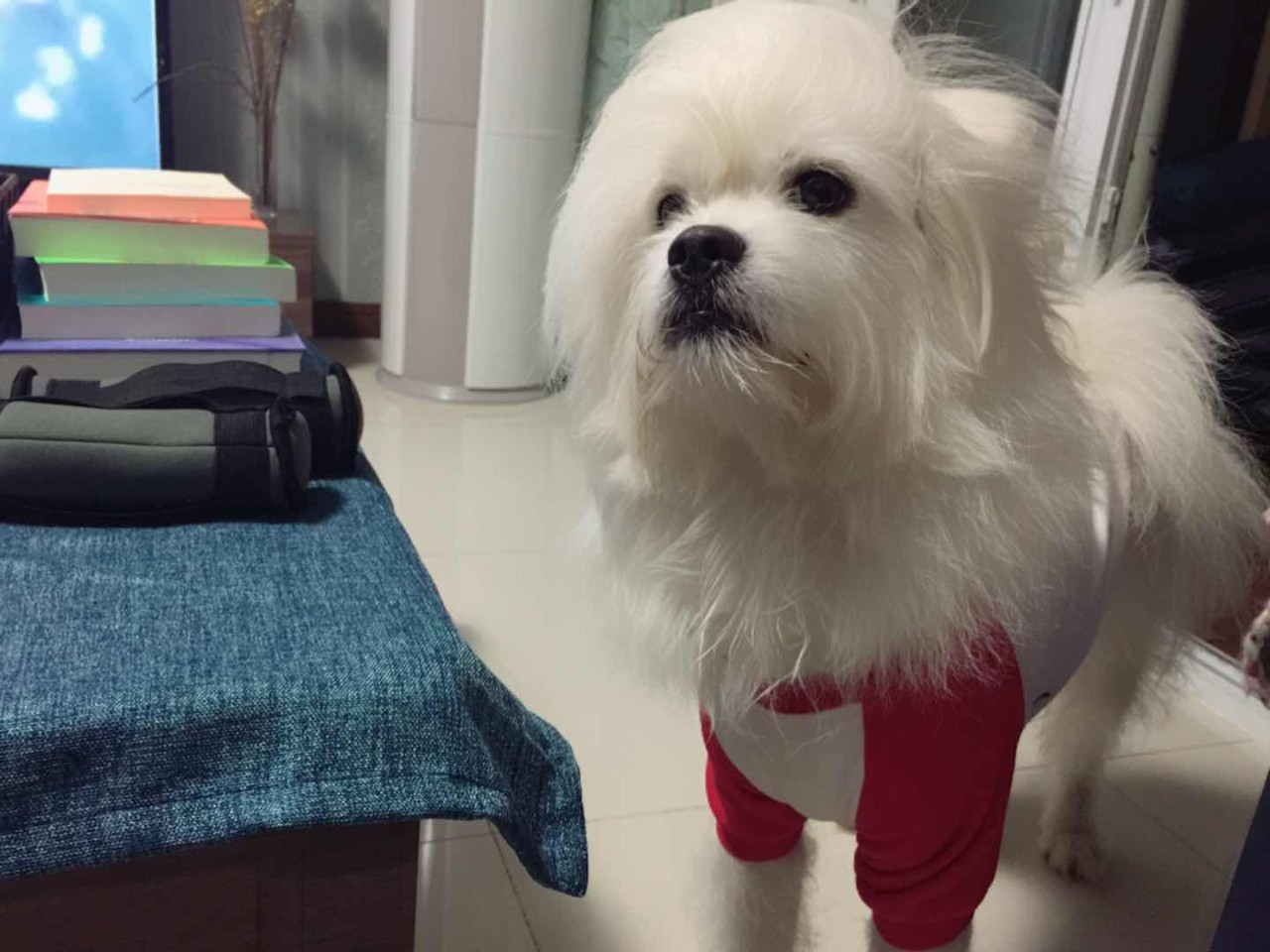 56个中美铲屎官每月花费，对，我就是这么变穷的