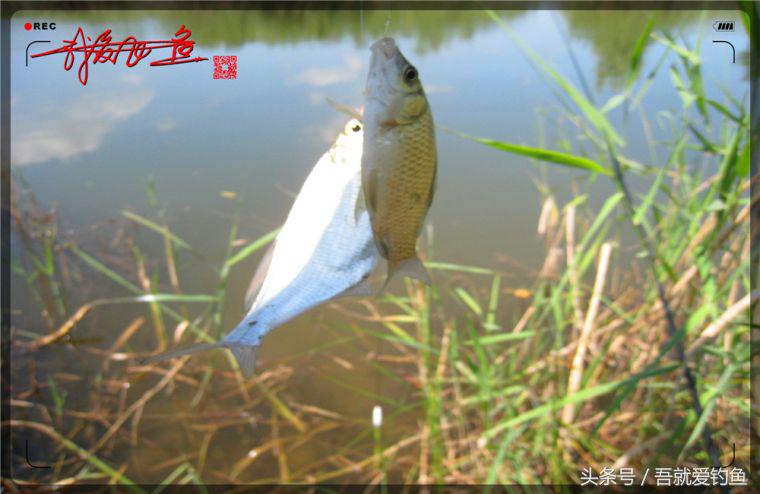 原创我爱飞鱼耍耍耍