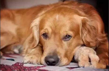 金毛老了,金毛老了有什么特征