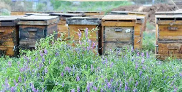 九蜂堂,九蜂堂蜂蜜