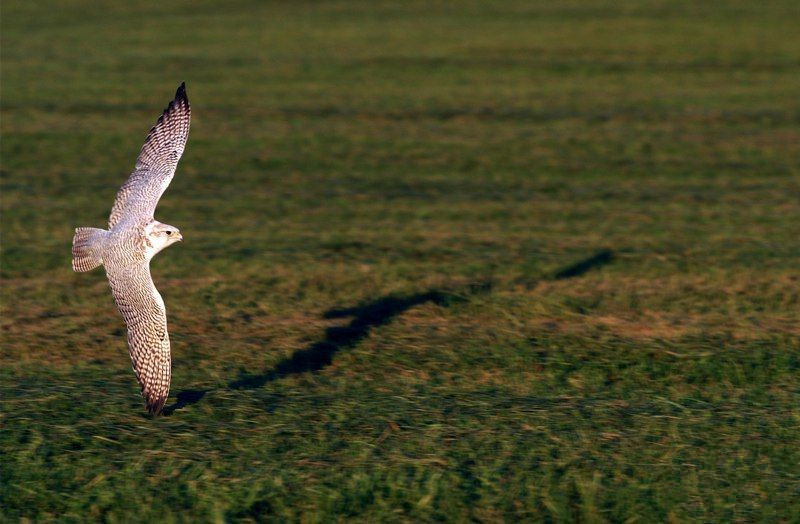 john加拿大,矛隼孵化过程