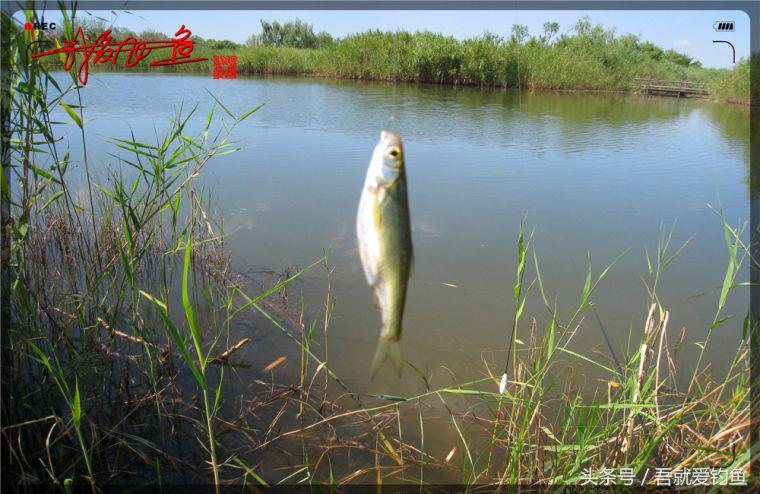 原创我爱飞鱼耍耍耍