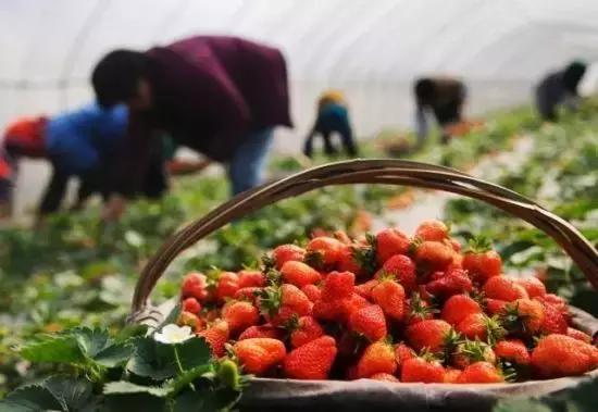 狗屎糕是什么,狗屎糕榴莲味