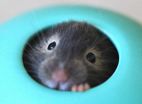 如何让仓鼠不往笼子上尿尿,如何让仓鼠去指定的位置上厕所