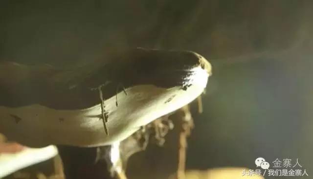 央视灵芝孢子粉价格,灵芝孢子粉央视辟谣