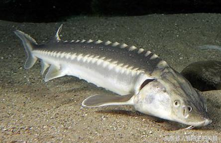 中国的代表鱼,各个国家的鱼是什么样子