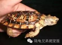 陆龟结石是什么样的,陆龟结石症状表现