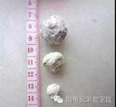 陆龟结石是什么样的,陆龟结石症状表现