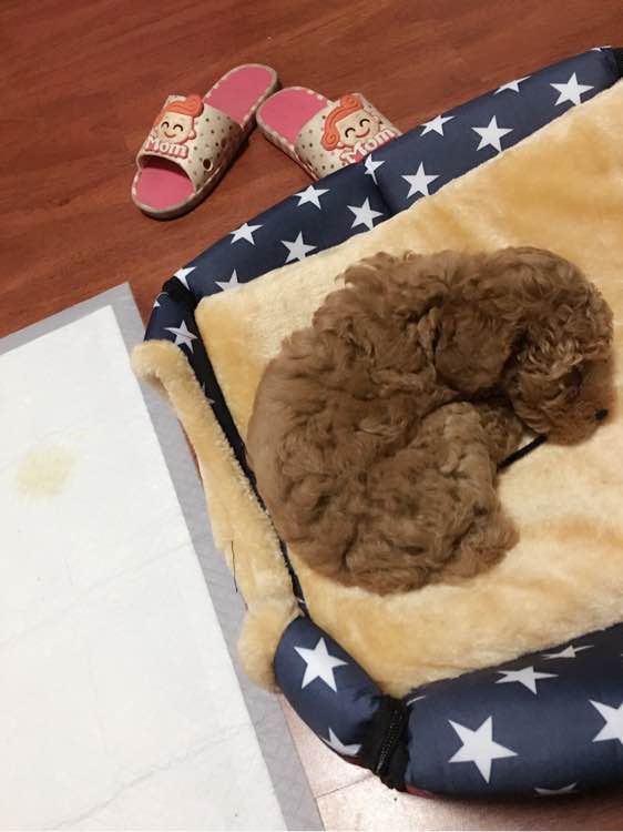 泰迪一天上几次厕所正常,刚买了一只泰迪几天能熟悉