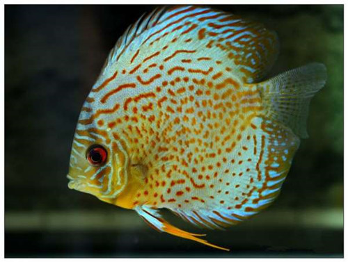 七彩神仙鱼的症状及治疗方法,七彩神仙鱼体表寄生虫图鉴