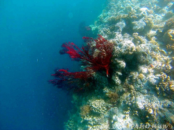 帕劳海底鲨鱼图片大全,帕劳海洋奇观之谜