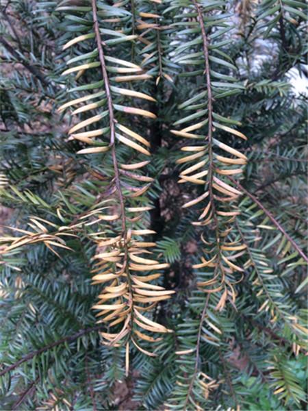 牡丹树叶子发黄啥原因,柳杉叶子发黄怎么补救