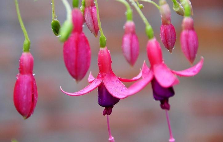 牡丹苗黄叶是什么原因,牡丹树黄叶怎么回事