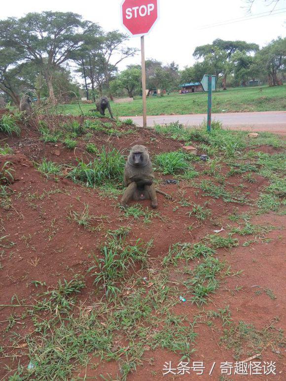 我在非洲工作的日子，给大家介绍下非洲的风土人情