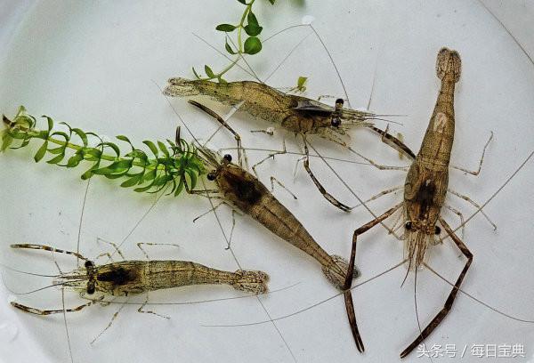 舌尖上的龙虾,品尝正宗龙虾美食的感受