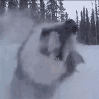 下雪天狗狗会怎么样,下雪天狗狗应该注意什么