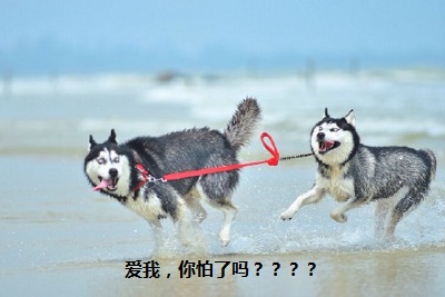 这是一只暖心的哈士奇你们见过吗,这是一只很通人性的哈士奇