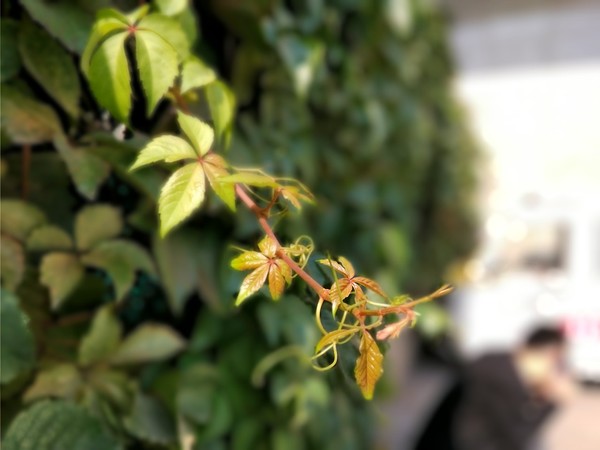 中兴天机七max,中兴天机7max很卡