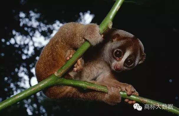 鐚村勾鍝佺墝鍛藉悕,鐚村勾鐚寸墝