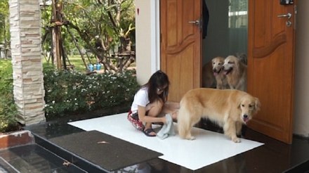 金毛到家擦脚视频,金毛照顾柯基