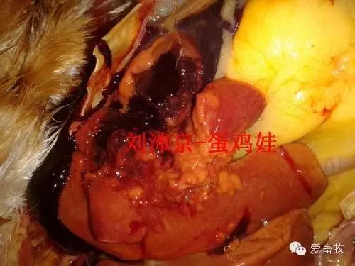 蛋鸡白血病怎么预防,蛋鸡白血病赔偿标准