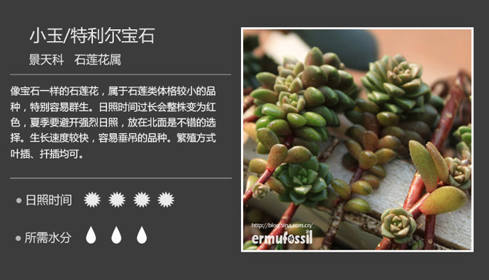 1000种多肉植物珊瑚图鉴,最全多肉品种图鉴