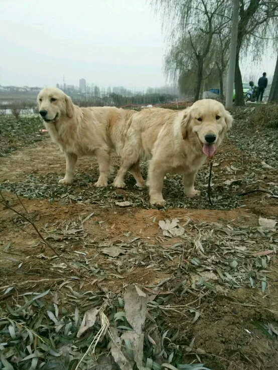 金毛繁殖的过程,金毛繁育过程