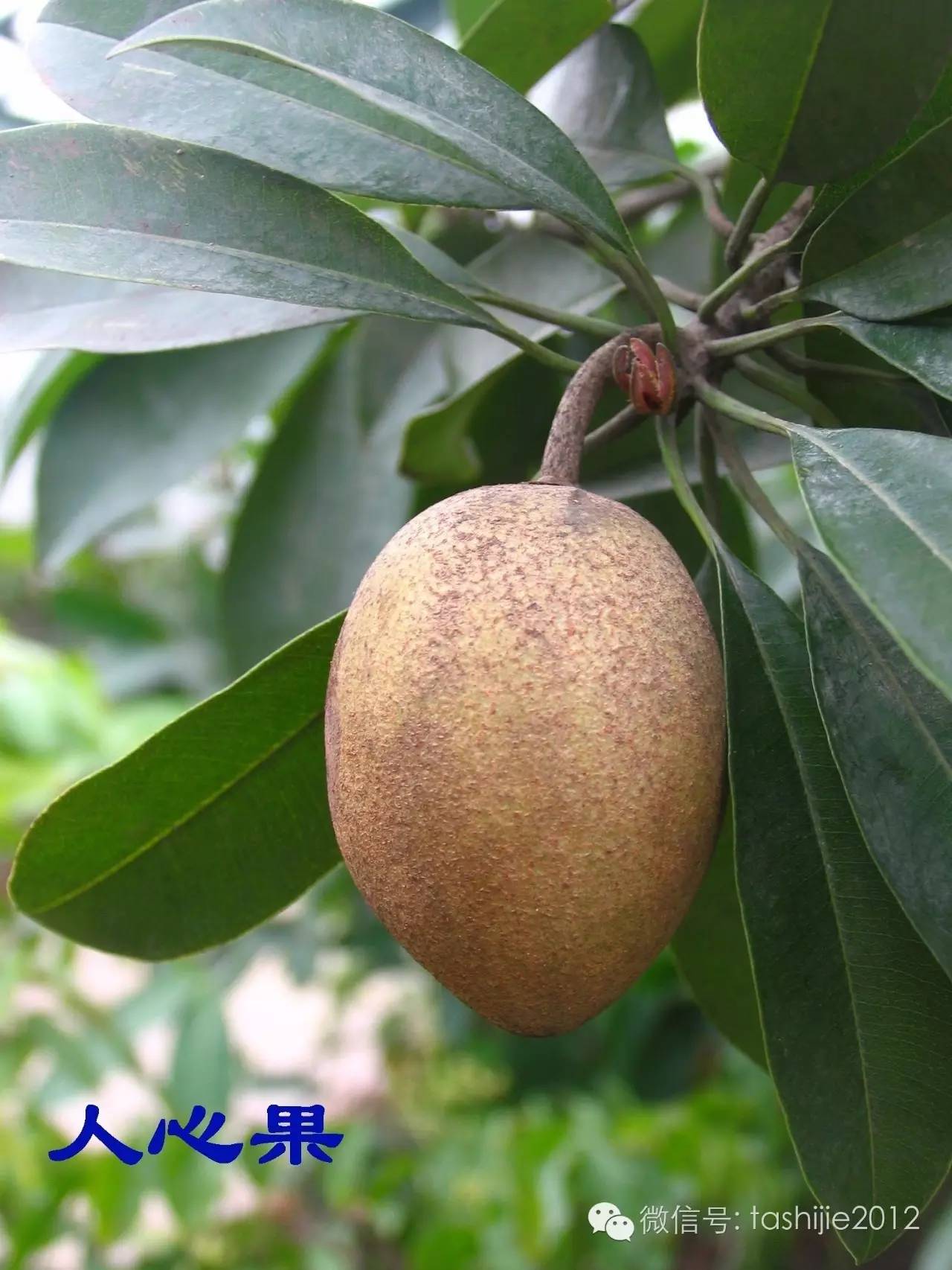 热带水果红牡丹,热带水果莲雾荔枝